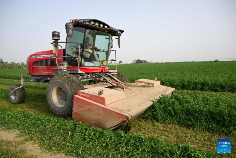 Xinjiang : la base de démonstration de plantation de la luzerne de Hotan, source d'approvisionnement stable en fourrage
