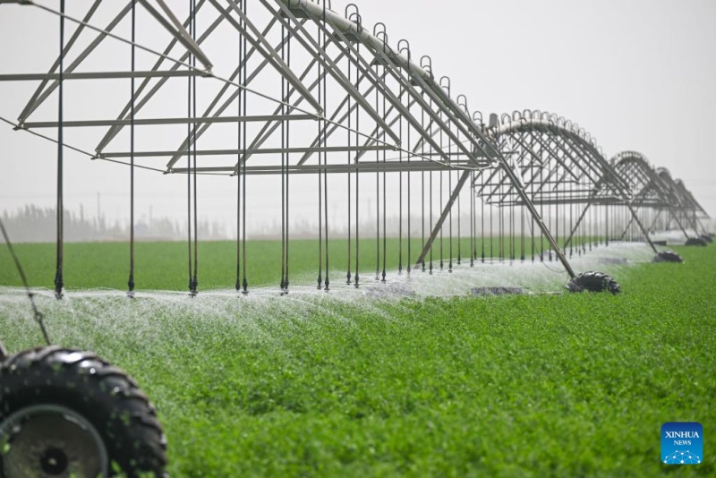 Xinjiang : la base de démonstration de plantation de la luzerne de Hotan, source d'approvisionnement stable en fourrage