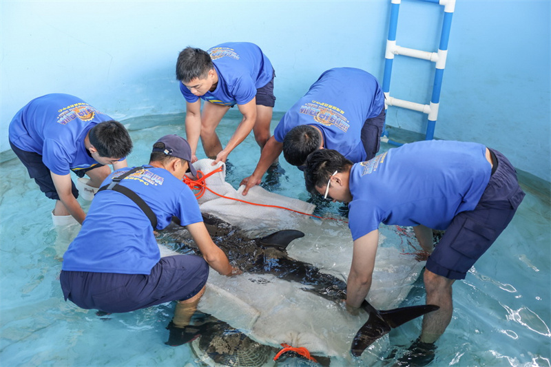 Hainan?: un dauphin échoué relaché en mer au large de Wanning