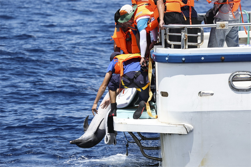 Hainan?: un dauphin échoué relaché en mer au large de Wanning
