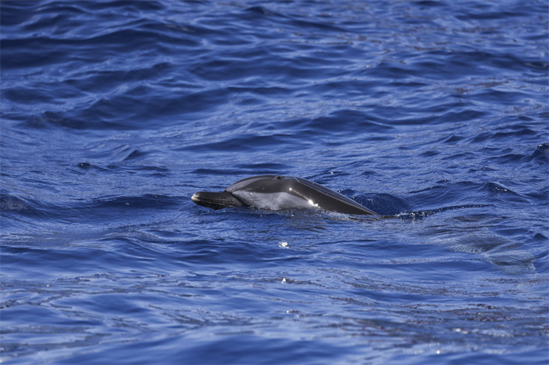 Hainan?: un dauphin échoué relaché en mer au large de Wanning