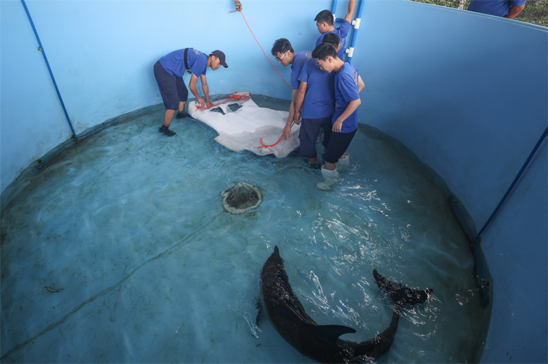 Hainan?: un dauphin échoué relaché en mer au large de Wanning
