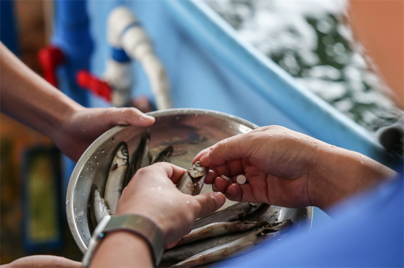 Hainan?: un dauphin échoué relaché en mer au large de Wanning