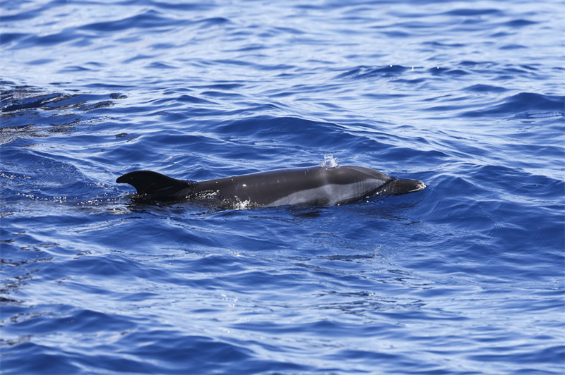 Hainan : un dauphin échoué relaché en mer au large de Wanning