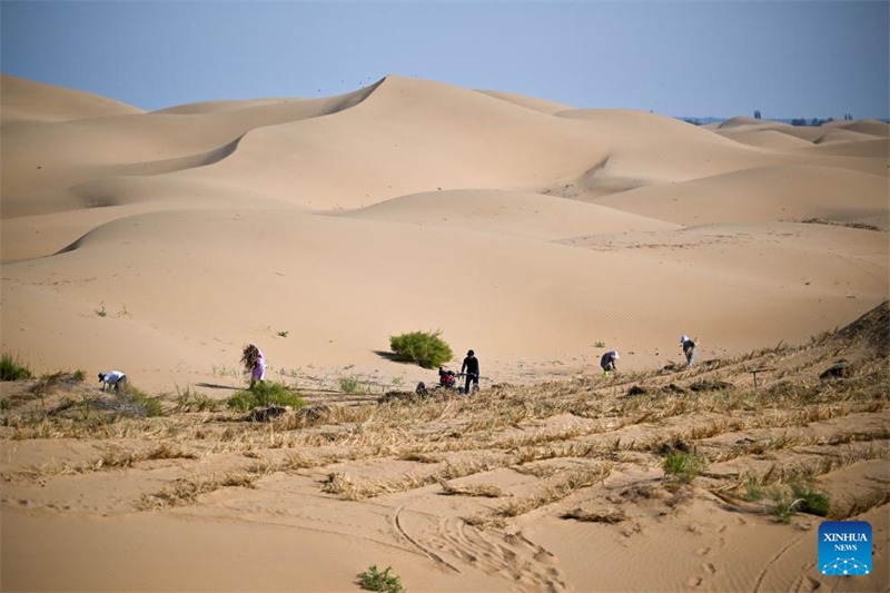 Mongolie intérieure : des projets de contr?le du sable lancés pour améliorer l'environnement écologique du désert de Kubuqi
