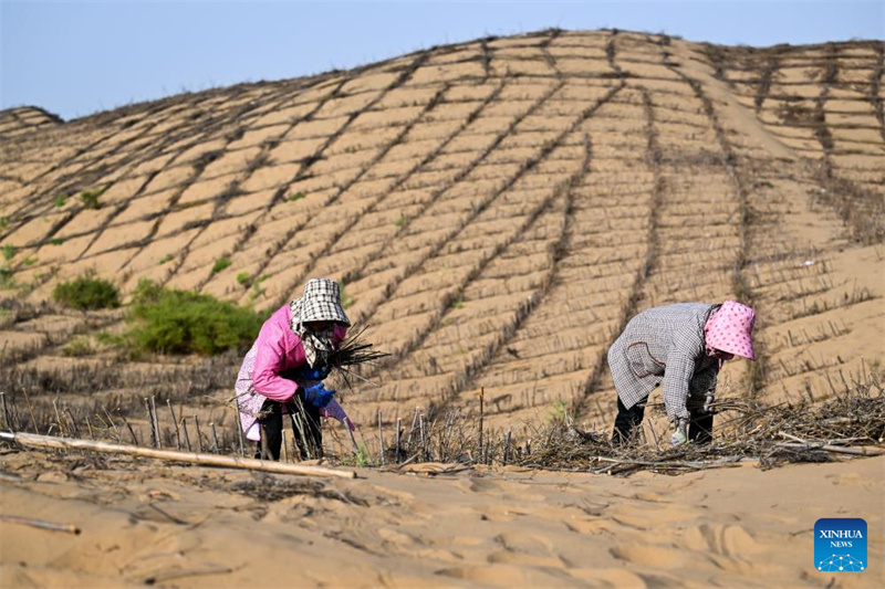 Mongolie intérieure : des projets de contr?le du sable lancés pour améliorer l'environnement écologique du désert de Kubuqi