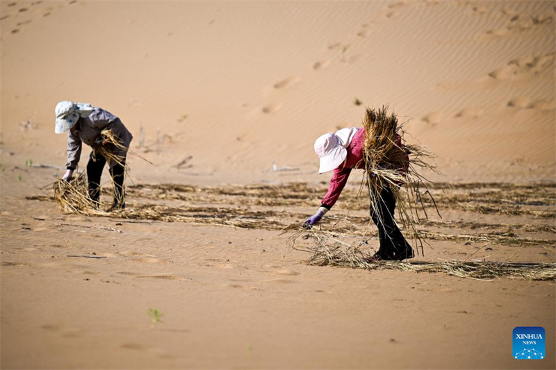 Mongolie intérieure : des projets de contr?le du sable lancés pour améliorer l'environnement écologique du désert de Kubuqi