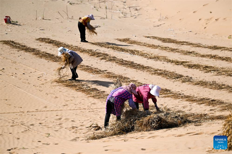 Mongolie intérieure : des projets de contr?le du sable lancés pour améliorer l'environnement écologique du désert de Kubuqi