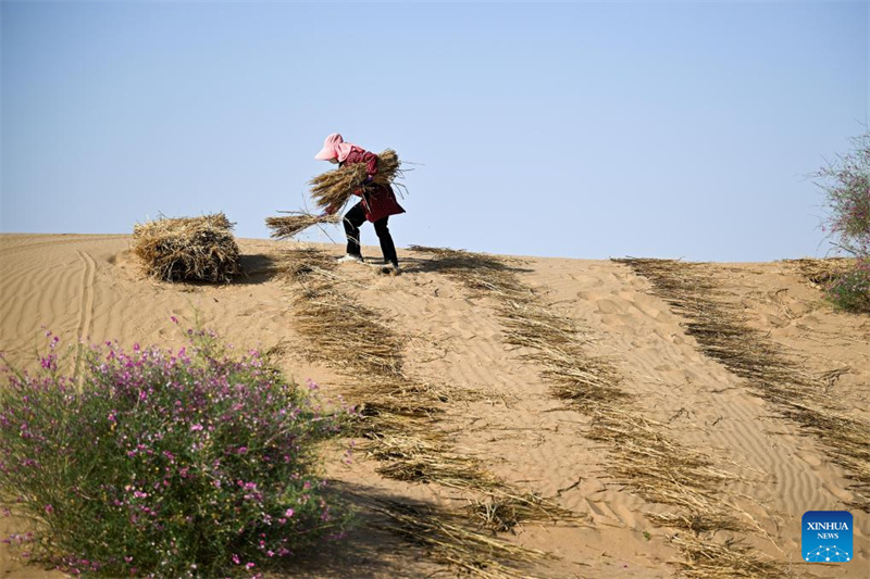 Mongolie intérieure : des projets de contr?le du sable lancés pour améliorer l'environnement écologique du désert de Kubuqi