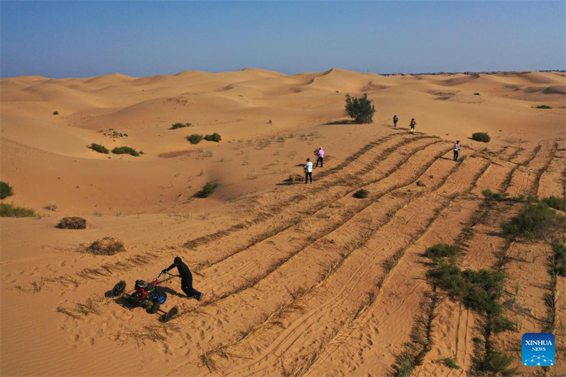 Photo aérienne prise par un drone le 12 septembre 2025 montrant des travailleurs posant des barrières de sable dans le désert de Kubuqi, dans la Bannière de Hangjin de la région autonome de Mongolie intérieure (nord de la Chine). (Photo/Xinhua)