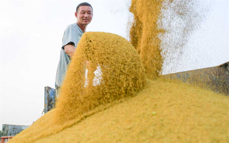Henan : la récolte du millet à Luoyang