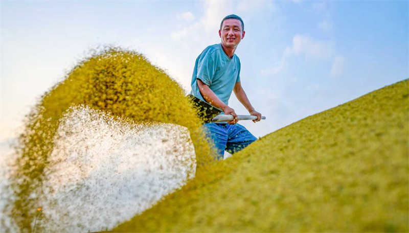 Henan : la récolte du millet à Luoyang