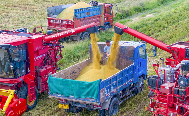 Henan : la récolte du millet à Luoyang