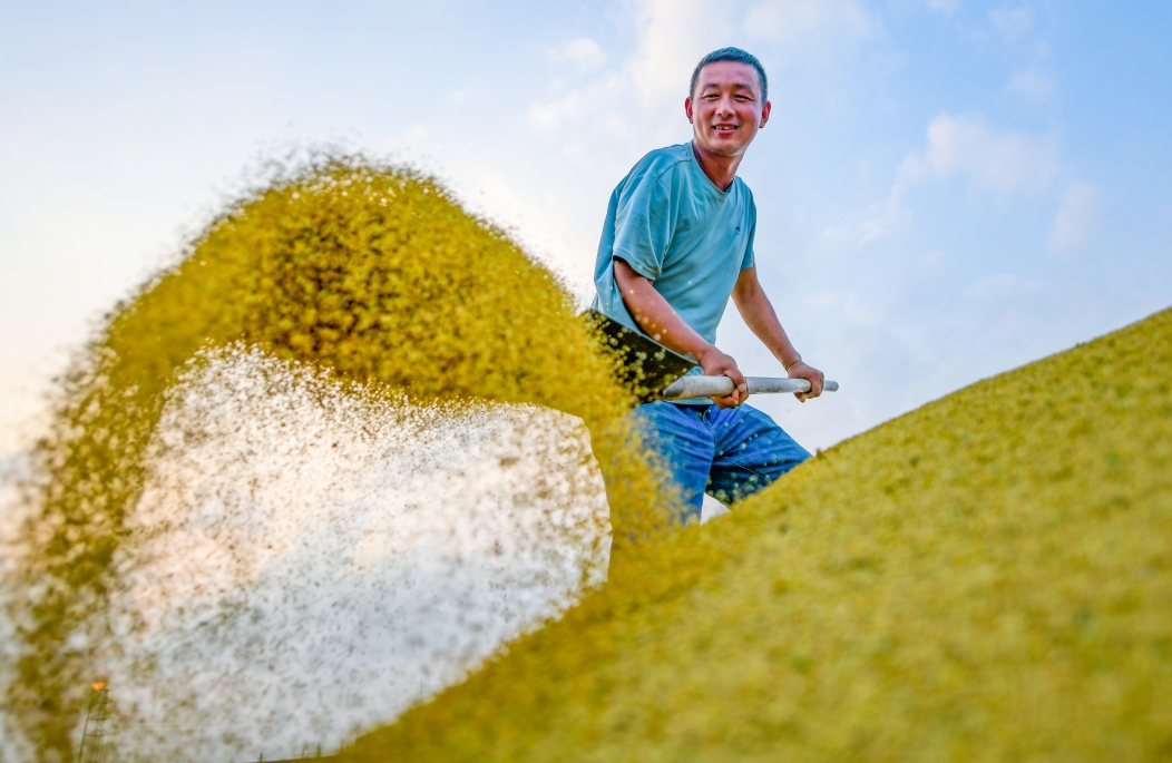 Henan : la récolte du millet à Luoyang