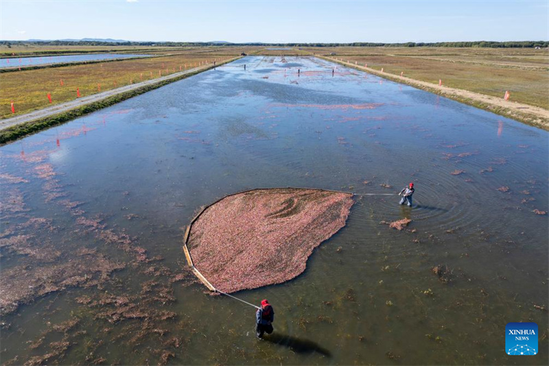 Heilongjiang?: le festival de la récolte de canneberges de Fuyuan