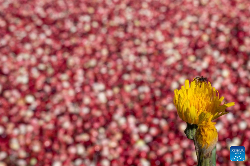 Heilongjiang?: le festival de la récolte de canneberges de Fuyuan
