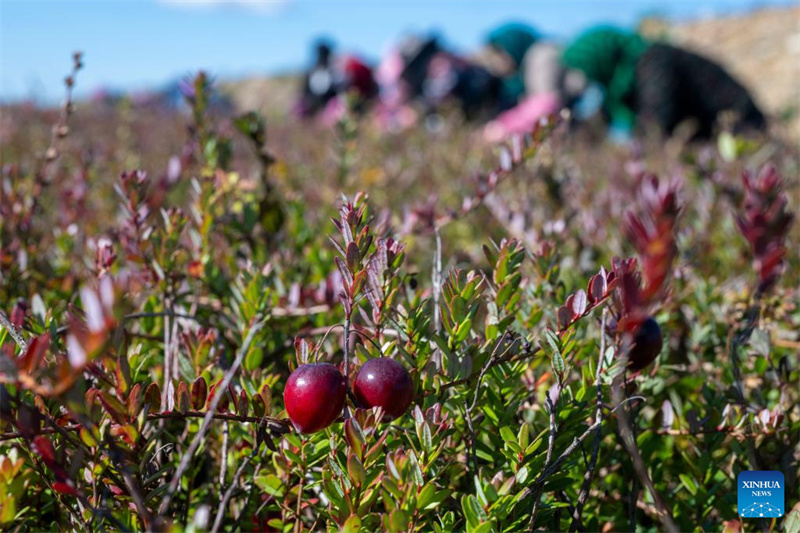 Heilongjiang?: le festival de la récolte de canneberges de Fuyuan
