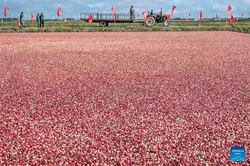 Heilongjiang?: le festival de la récolte de canneberges de Fuyuan
