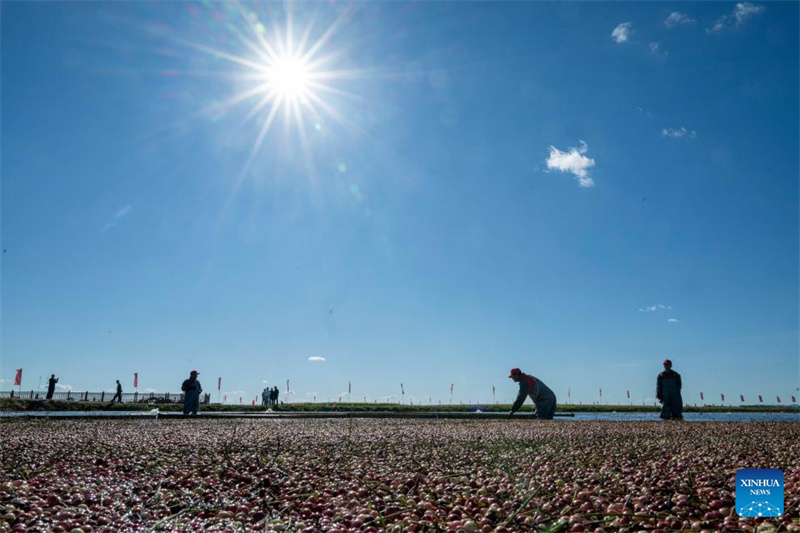 Heilongjiang?: le festival de la récolte de canneberges de Fuyuan