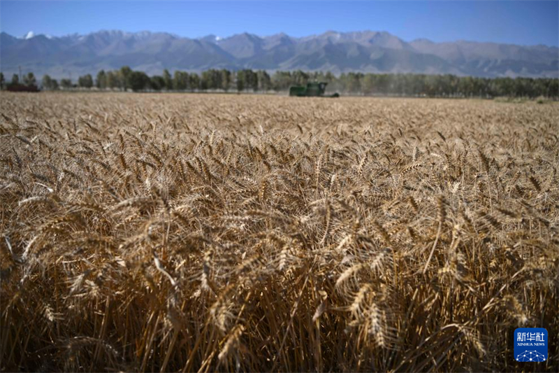 Xinjiang : comment le village de Yaozhanzi a transformé les champs de blé en entreprises rentables