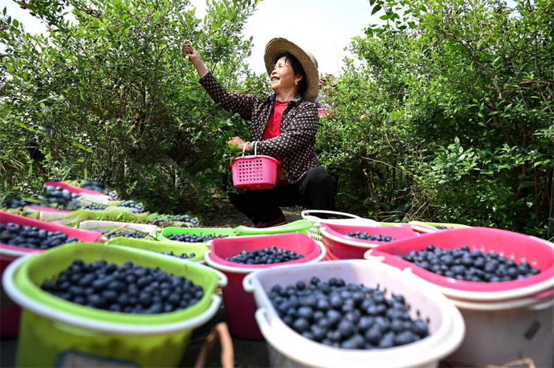 Une agricultrice cueille des myrtilles dans une base de production du canton de Renshou, dans le comté de Jing'an, à Yichun, dans la province du Jiangxi (est de la Chine). (Photo / Bao Gansheng)