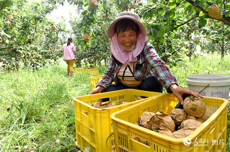 Le temps des récoltes, quelle joie !