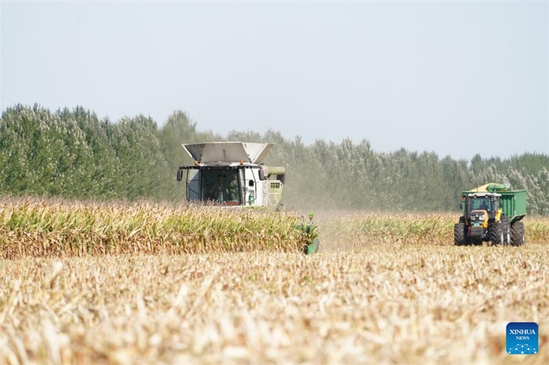 Heilongjiang?: le ? grenier à céréales ? de la Chine entre dans la saison de récolte d'automne