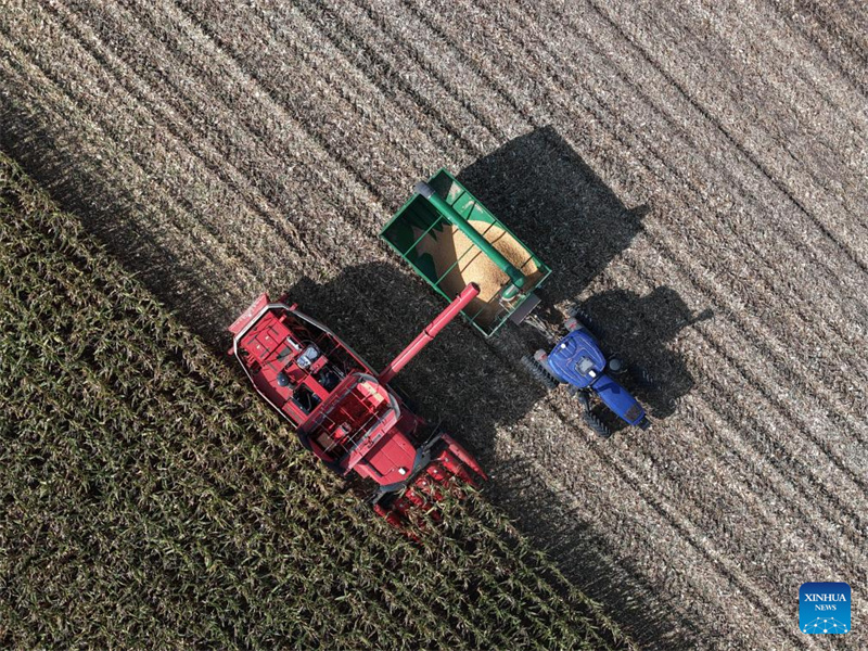 Heilongjiang?: le ? grenier à céréales ? de la Chine entre dans la saison de récolte d'automne