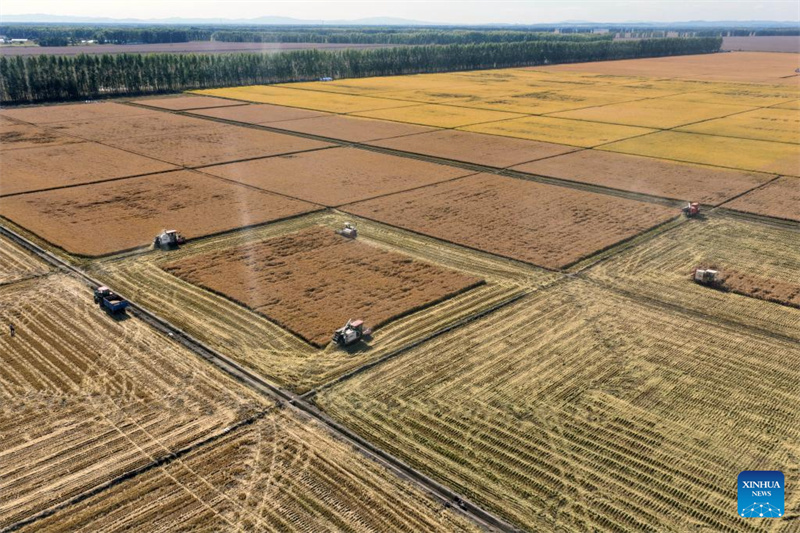 Heilongjiang?: le ? grenier à céréales ? de la Chine entre dans la saison de récolte d'automne