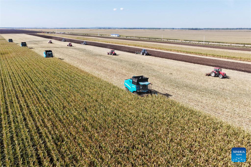 Heilongjiang?: le ? grenier à céréales ? de la Chine entre dans la saison de récolte d'automne