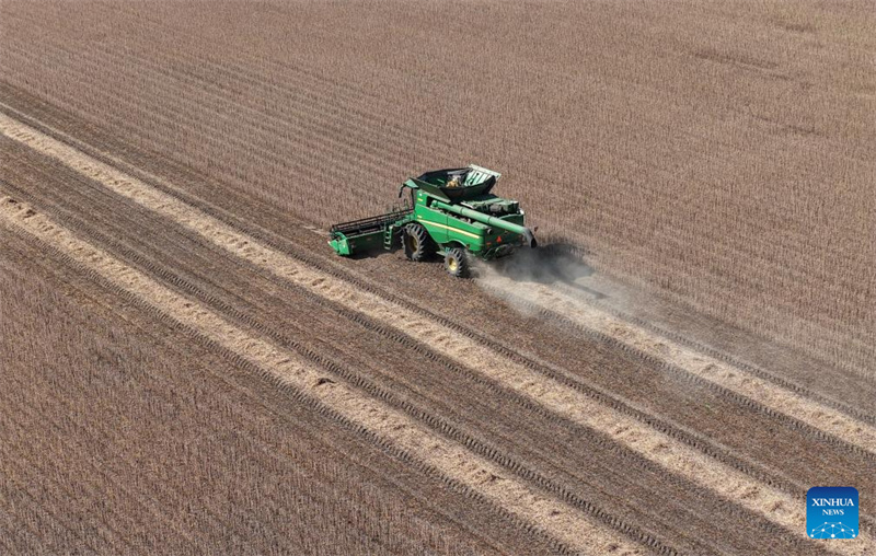 Heilongjiang?: le ? grenier à céréales ? de la Chine entre dans la saison de récolte d'automne