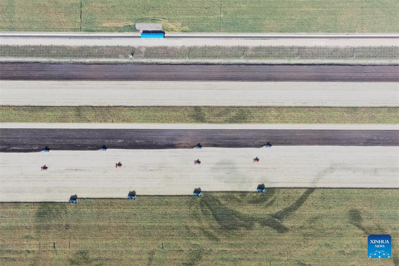 Heilongjiang?: le ? grenier à céréales ? de la Chine entre dans la saison de récolte d'automne