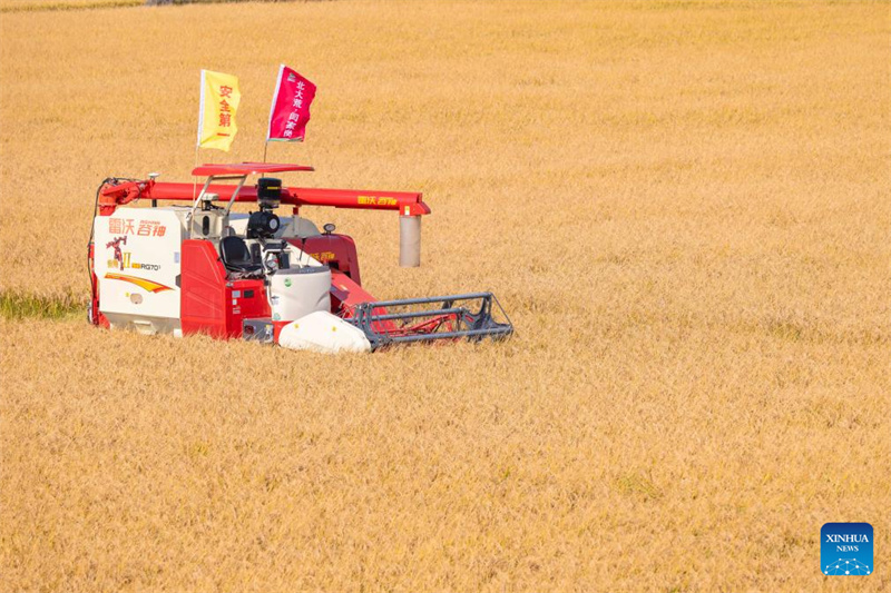 Heilongjiang?: le ? grenier à céréales ? de la Chine entre dans la saison de récolte d'automne
