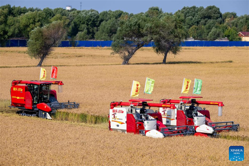 Heilongjiang?: le ? grenier à céréales ? de la Chine entre dans la saison de récolte d'automne