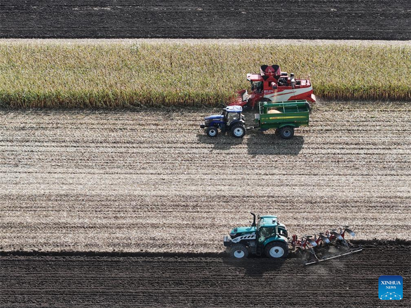 Heilongjiang?: le ? grenier à céréales ? de la Chine entre dans la saison de récolte d'automne