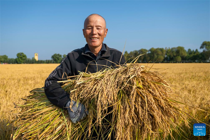 Heilongjiang?: le ? grenier à céréales ? de la Chine entre dans la saison de récolte d'automne