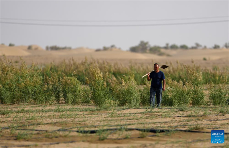 Xinjiang : l'industrie de l'Apocynum venetum aide à freiner la désertification à Yuli