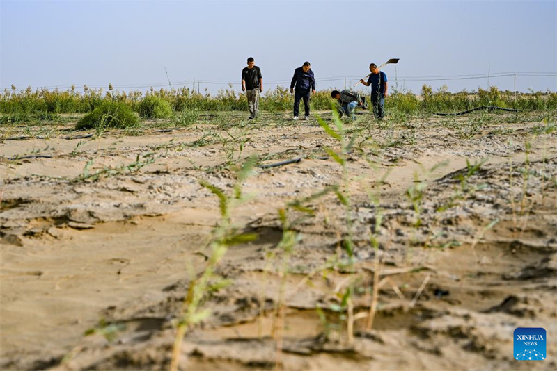 Xinjiang : l'industrie de l'Apocynum venetum aide à freiner la désertification à Yuli