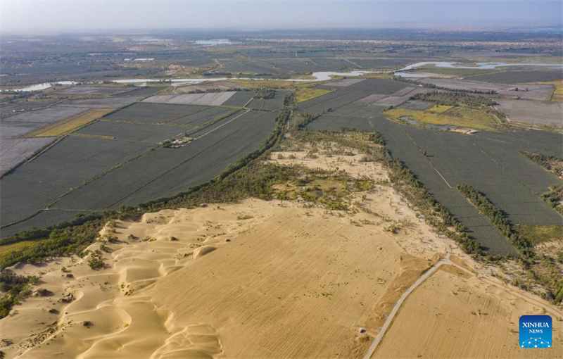 Photo aérienne prise par un drone le 20 septembre 2025 montrant la zone de plantation de l'Apocynum venutum (à droite, en bas), des dunes de sable naturellement formées avant le traitement (à gauche, en bas), et la rivière Tarim et les oasis environnantes (au-dessus) dans la prévention de la désertification et la zone de contr?le sur la rive sud de la rivière Tarim, dans le comté de Yuli de la région autonome ou?goure du Xinjiang (nord-ouest de la Chine). (Photo/Xinhua)