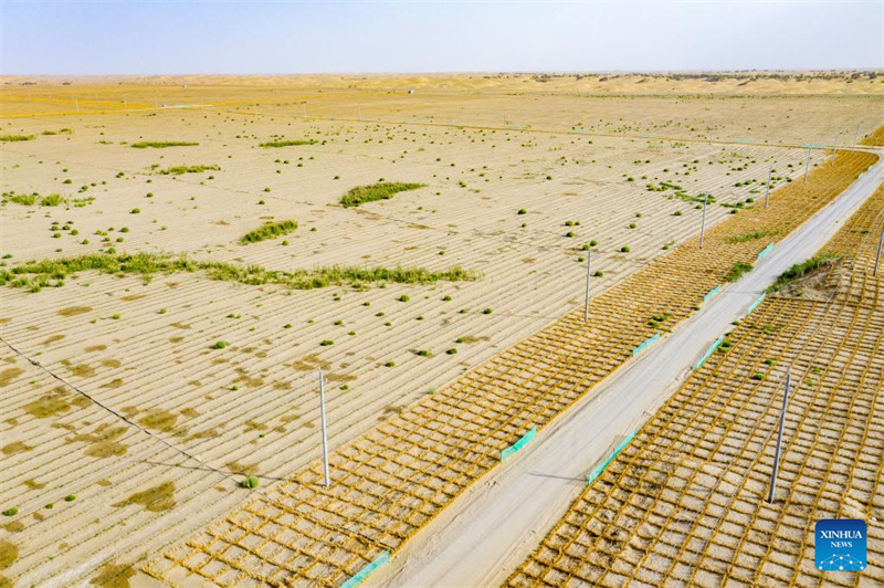 Xinjiang : l'industrie de l'Apocynum venetum aide à freiner la désertification à Yuli