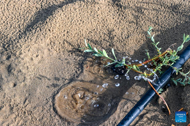 Xinjiang : l'industrie de l'Apocynum venetum aide à freiner la désertification à Yuli