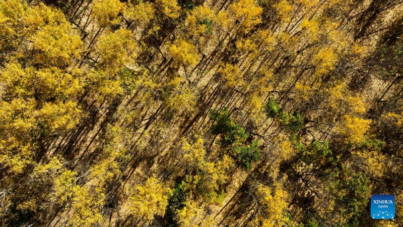 Mongolie intérieure?: les magnifiques paysages d'automne de la Bannière de Horqin