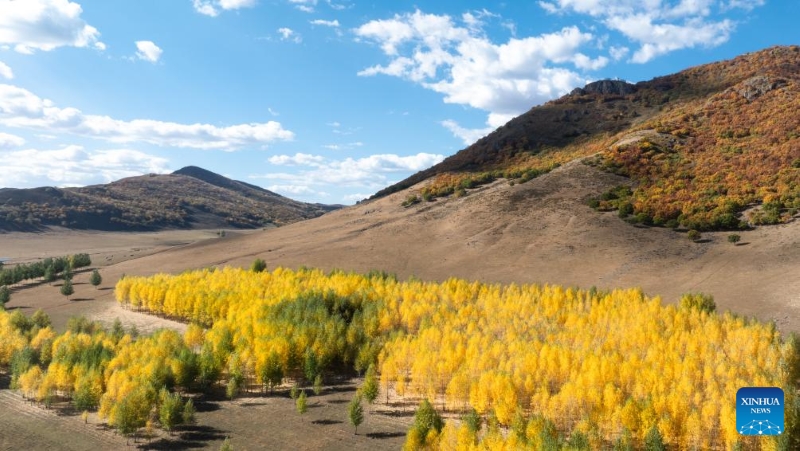 Mongolie intérieure?: les magnifiques paysages d'automne de la Bannière de Horqin