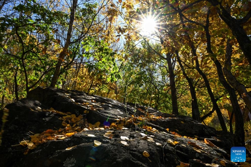 Mongolie intérieure?: les magnifiques paysages d'automne de la Bannière de Horqin