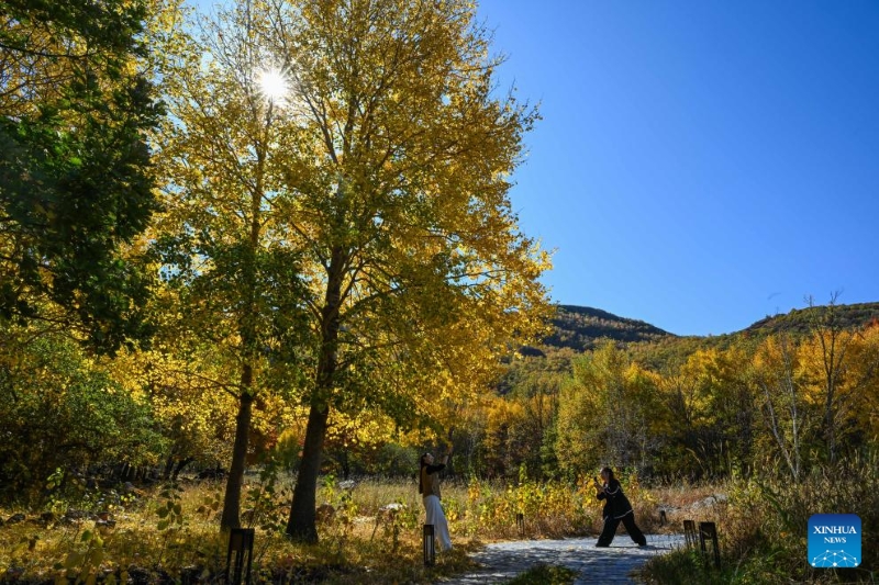 Mongolie intérieure?: les magnifiques paysages d'automne de la Bannière de Horqin
