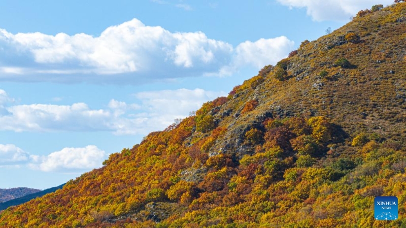 Mongolie intérieure?: les magnifiques paysages d'automne de la Bannière de Horqin