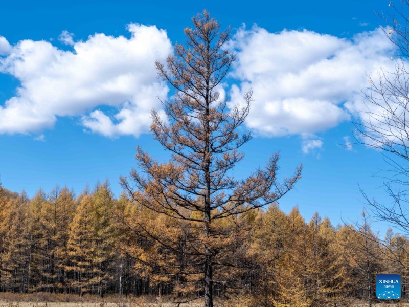 Mongolie intérieure?: les magnifiques paysages d'automne de la Bannière de Horqin