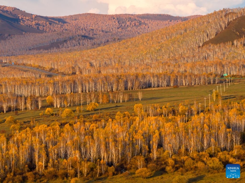 Mongolie intérieure?: les magnifiques paysages d'automne de la Bannière de Horqin