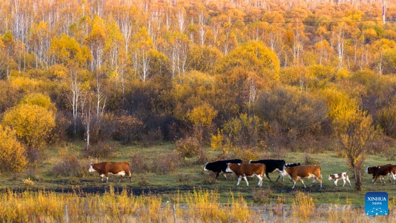 Mongolie intérieure?: les magnifiques paysages d'automne de la Bannière de Horqin