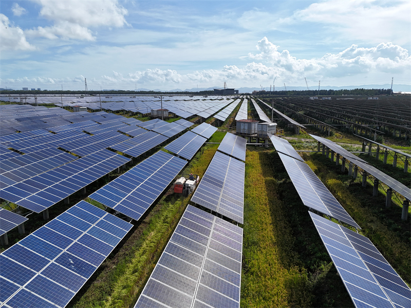 Zhejiang : la récolte du riz sous les panneaux photovolta?ques à Yueqing